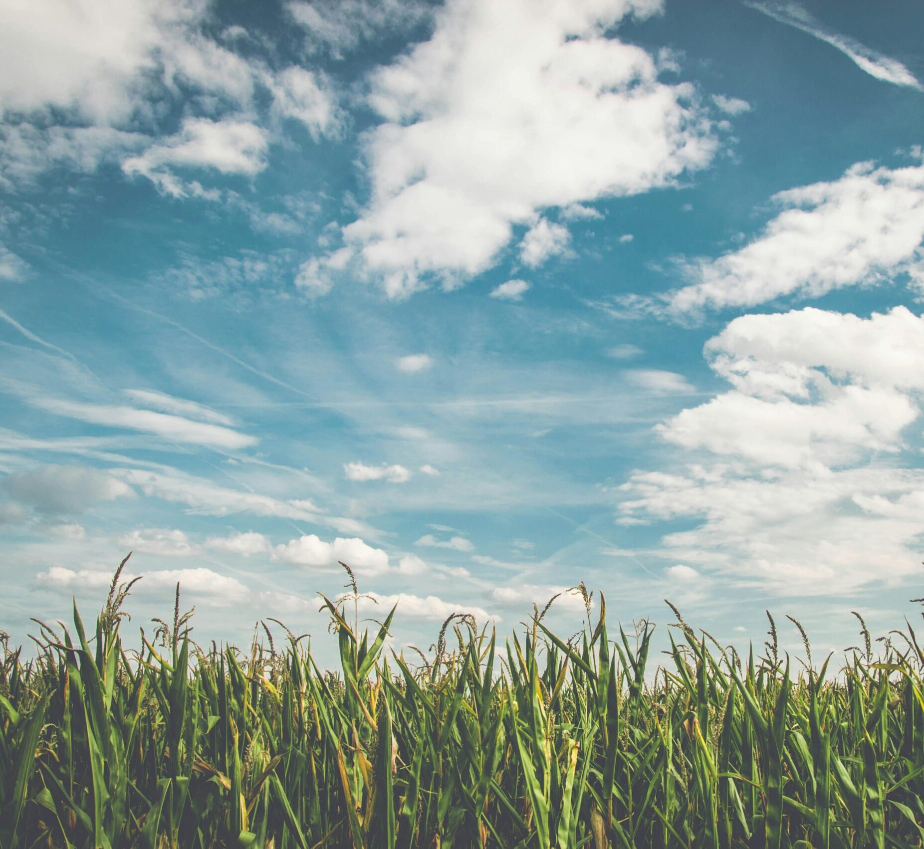 Expansive cornfield stretching beneath a picturesque azure sky with fluffy clouds.